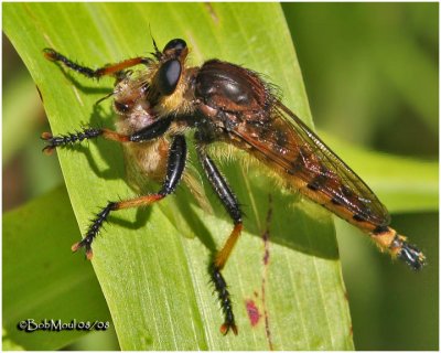 Red-footed Cannibalfly-Male