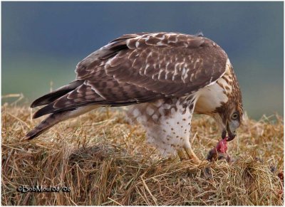 Red-tailed Hawk-Juvenile