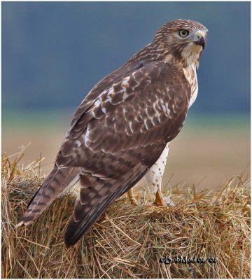 Red-tailed Hawk-Juvenile