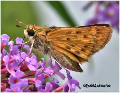 Fiery Skipper-Female