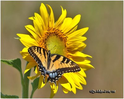 Sunflower/Eastern Tiger Swallowtail