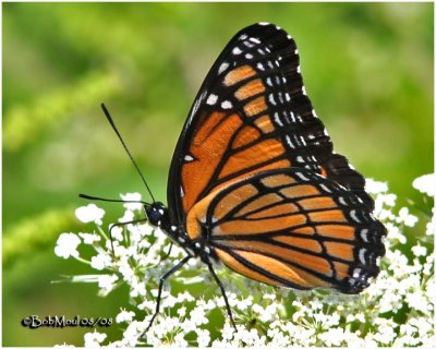 <h5><big>Viceroy<br></big><em>Limenitis archippus</h5></em>