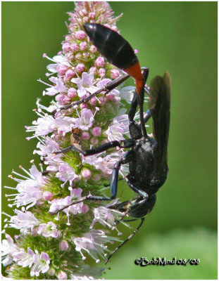 Thread Waisted Wasp