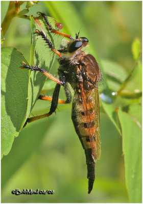 Red-footed Cannibalfly-Female