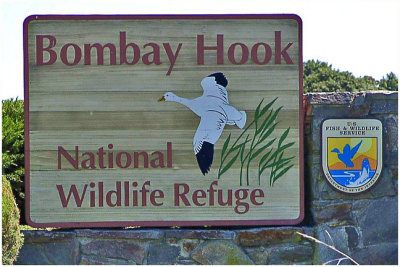 Bombay Hook NWR-DE