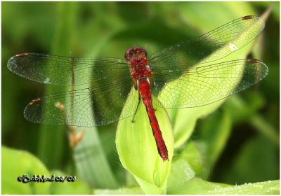Meadowhawk 82308