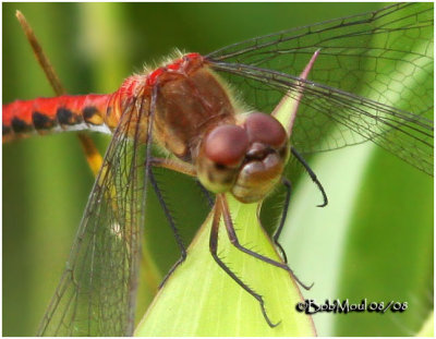 SYMPETRUM SPECIES COMPLEX