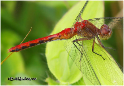 Meadowhawk 82308