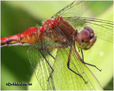 Meadowhawk 82308