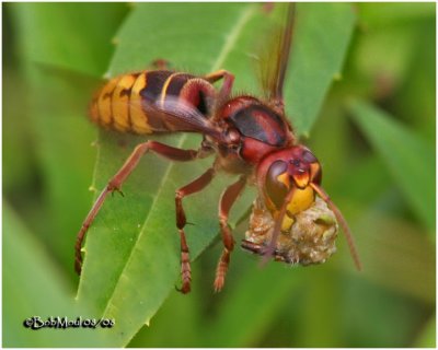 Hornet vs Darner