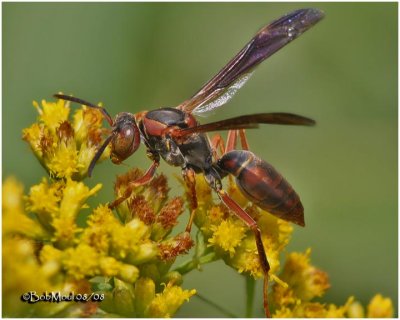 Northern Paper Wasp-Female