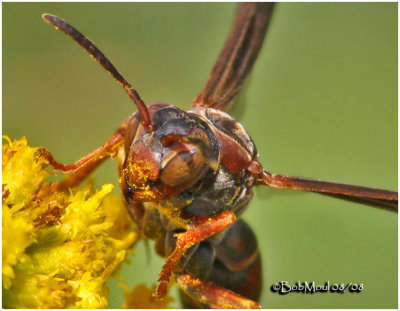 Northern Paper Wasp Face-Female