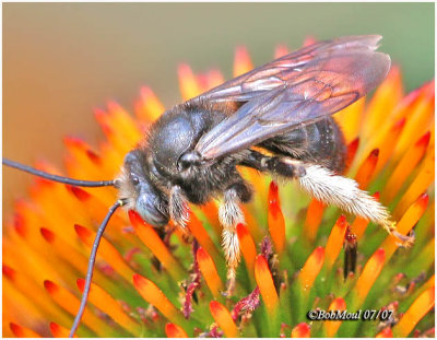 THE ECOLOGICAL SOCIETY OF AMERICA