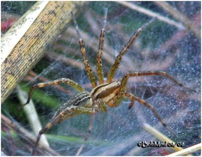 Funnelweb Spider