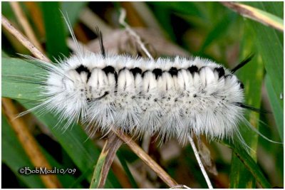 Hickory Tussock Moth Caterpillar Lophocampa caryae #8211