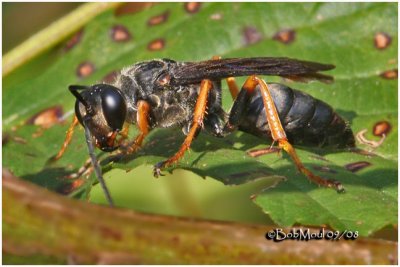 Katydid Wasp-Female