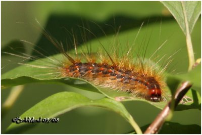 Fall Webworm Moth Caterpillar Hyphantria cunea #8140