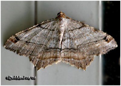 Many Lined Angle MothMacaria multilineata #6353