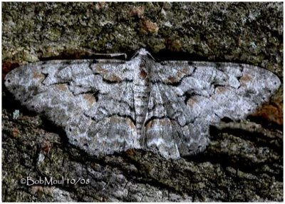 Bent-line Gray MothIridopsis larvaria #6588
