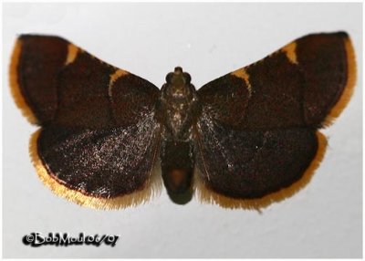 Clover Hayworm MothHypsopygia costalis #5524