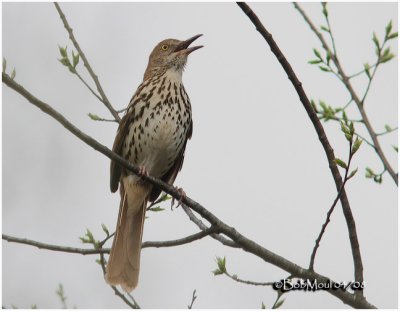 Brown Thrasher