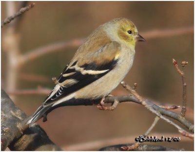 American Goldfinch-Winter