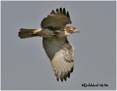 Red-tailed Hawk-Adult