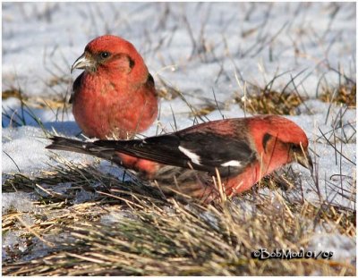 White-winged Crossbill-Males