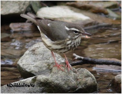 Louisiana Waterthrush