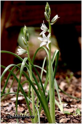 Star-Of-Bethlehem