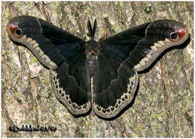 Promethea Moth-MaleCallosamia promethea #7764