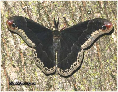 Promethea Moth-Adult Male