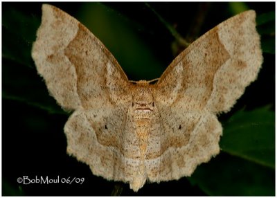 Pale Metarranthis MothMetarranthis indeclinata #6825