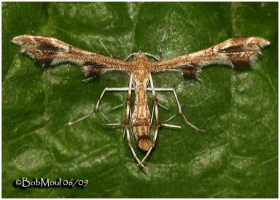 Sheppard's Plume Moth Geina sheppardi  #6091.1 