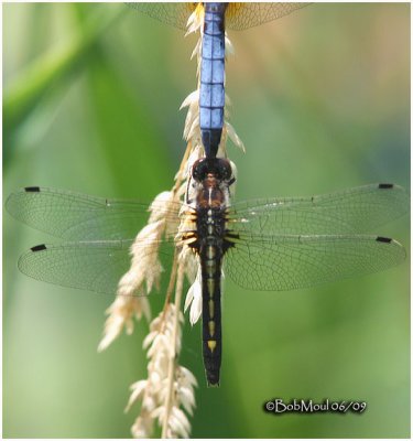 Dot-tailed Whiteface-Blue Dasher attempted copulation