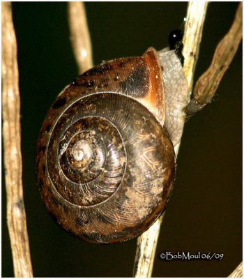 Snail