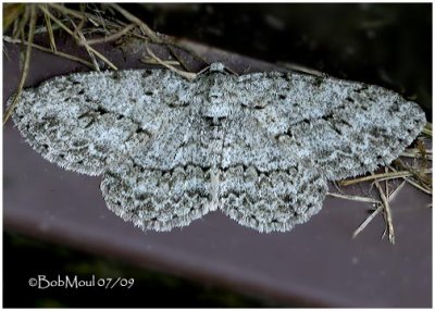 Small Engrailed MothEctropis crepuscularia #6597 