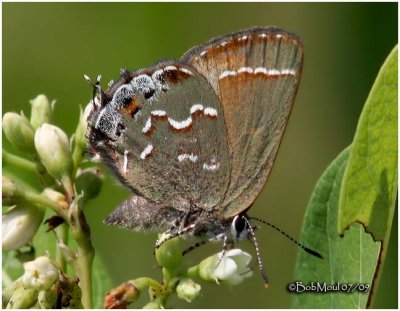 Juniper Hairstreak