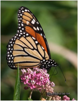 Monarch-MaleDanaus plexippus