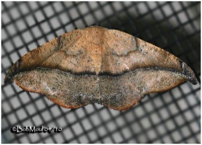Juniper-twig Geometer Moth-FemalePatalene olyzonaria #6974