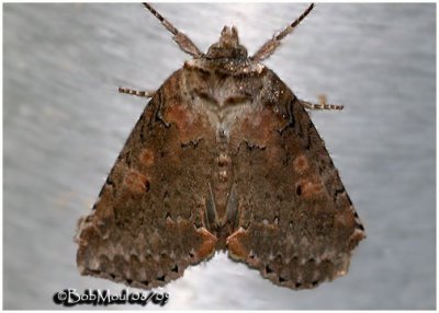 Tufted Thyatirin MothPseudothyatira cymatophoroides #6237