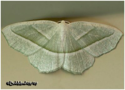 <h5><big>Pale Beauty Moth<br></big><em>Campaea perlata #6796</h5></em>