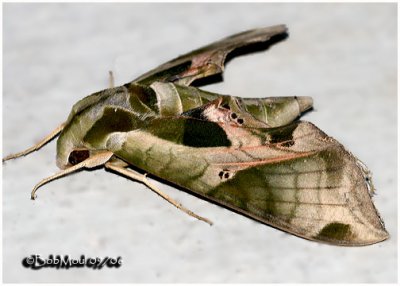 Pandorus Sphinx Moth Eumorpha pandorus #7859