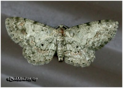 Texas Gray MothGlenoides texanaria #6443