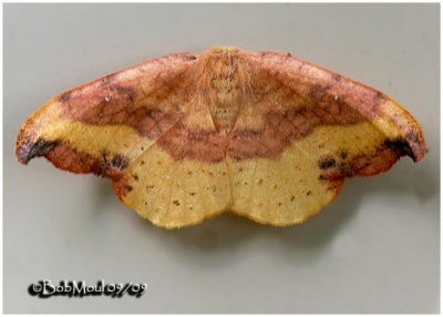 Rose Hooktip MothOreta rosea #6255