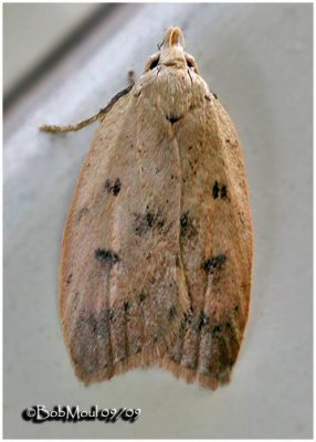 Gold-striped Leaftier MothMachimia tentoriferella #0951