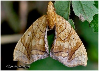 Lesser Grapevine Looper MothEulithis diversilineata #7196