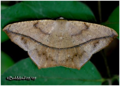 Large Maple Spanworm MothProchoerodes linelola #6982