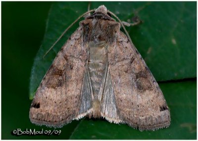 Smith's Dart MothXestia smithii #10944