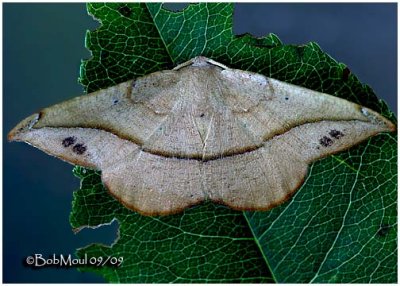 Juniper-twig Geometer Moth-MalePatalene olyzonaria #6974